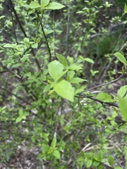 Acalypha glabrata pilosa