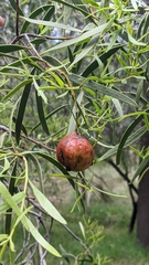 Santalum acuminatum