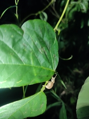 Curculionoidea