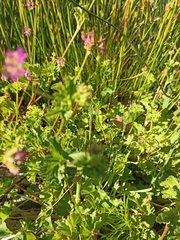 Pelargonium grossularioides