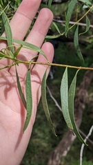 Santalum acuminatum
