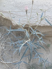 Palafoxia arida arida