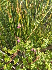 Pelargonium grossularioides