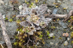 Myosotis brevis