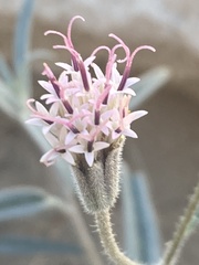Palafoxia arida arida