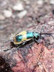 Monocesta ducalis