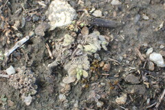 Myosotis brevis