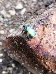 Monocesta ducalis
