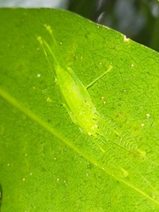 Paraphisis tryonensis