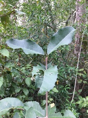 Elaeodendron croceum