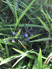 Dianella brevicaulis