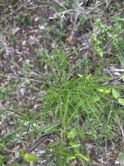 Maerua rosmarinoides