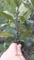 Euclea natalensis natalensis