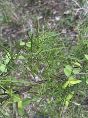Maerua rosmarinoides