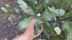 Euclea natalensis natalensis