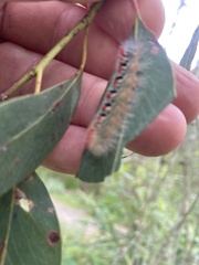 Trichiocercus sparshalli