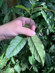 Itea