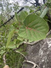 Ficus abutilifolia