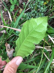 Elaeodendron croceum
