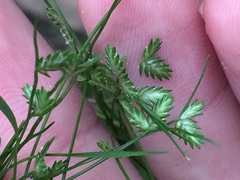 Isolepis levynsiana
