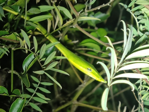 Photo of a Ahaetulla oxyrhyncha (Ahaetulla oxyrhyncha)