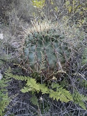 Ferocactus histrix