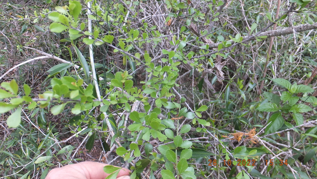 Gymnosporia swazica