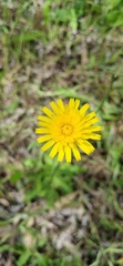 Hypochaeris glabra