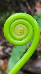 Gleichenella pectinata