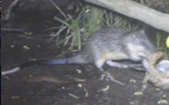 Hydromys chrysogaster