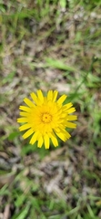 Hypochaeris glabra