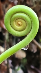 Gleichenella pectinata