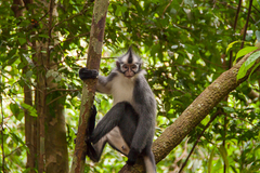 Presbytis thomasi