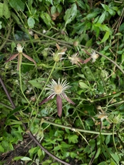 Clematis tashiroi