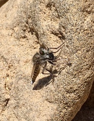 Promachus consanguineus