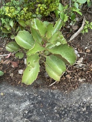Kalanchoe sexangularis