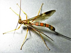 Megarhyssa greenei