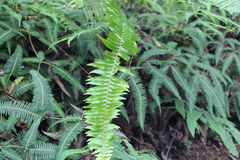 Nephrolepis cordifolia