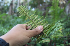 Nephrolepis cordifolia