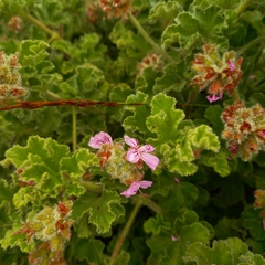 Pelargonium panduriforme