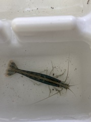 Australatya striolata