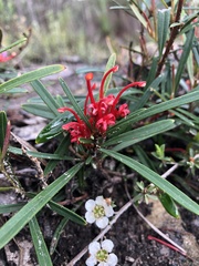 Grevillea dimorpha