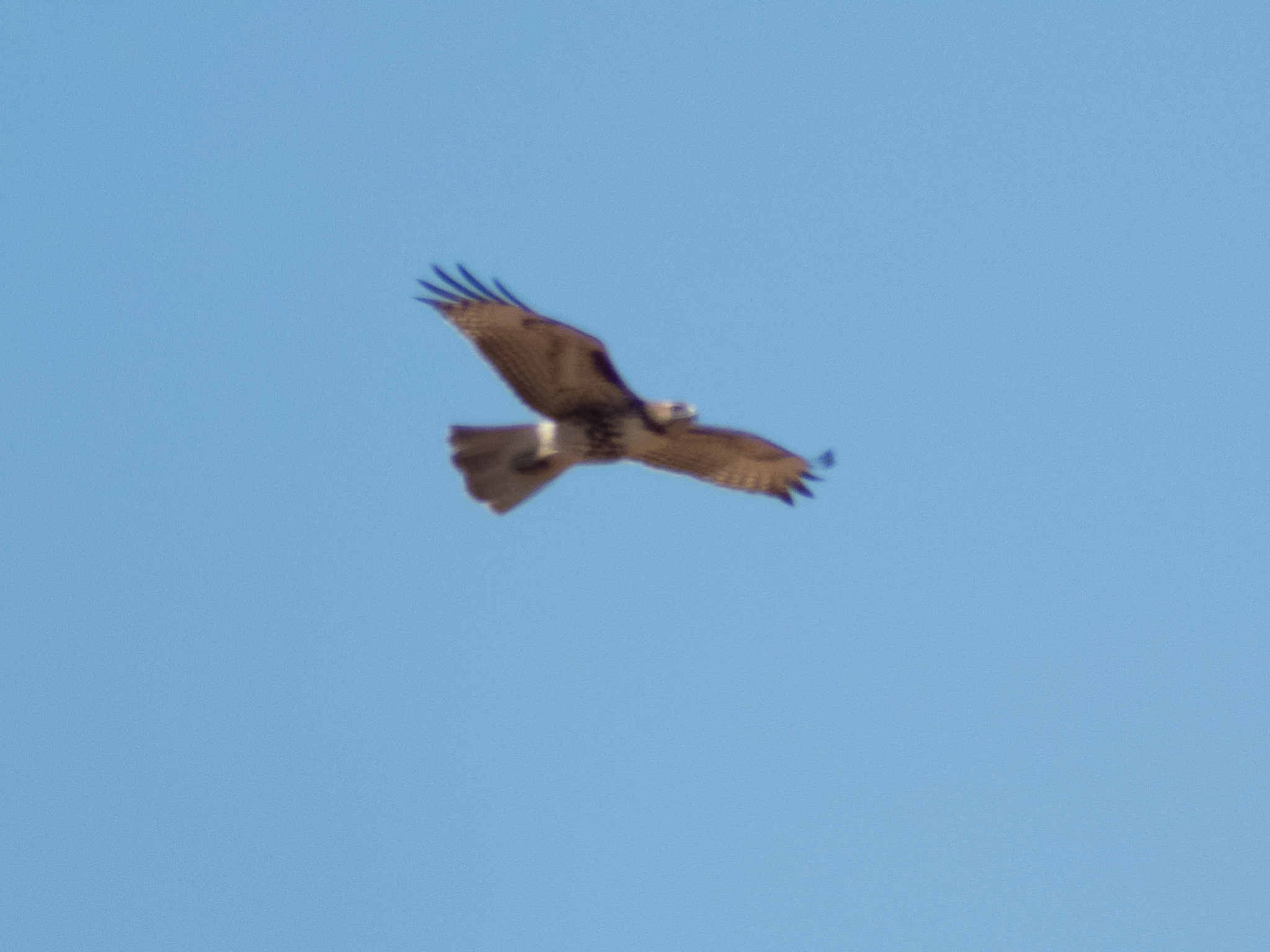 Red-tailed Hawk