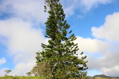 Araucaria columnaris
