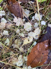 Hydrocotyle americana