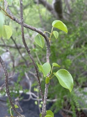 Tinospora tenera