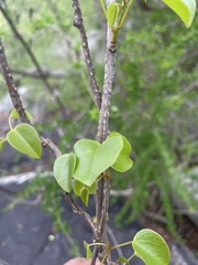 Tinospora tenera