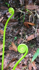 Gleichenella pectinata