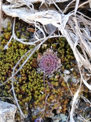Pinguicula esseriana