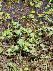 Marsilea
